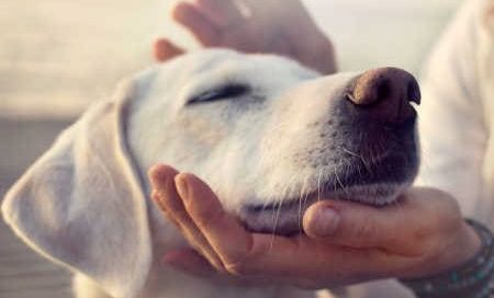 Sprüche der Dankbarkeit Hund - Labrador ist dankbar für Streicheleinheiten