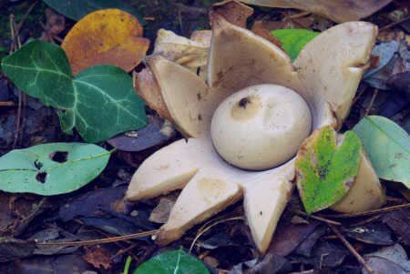 spirituelle Lebensaufgabe Blume Erdstern mit Blatt