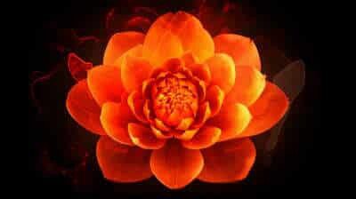 Sakralchakra Bedeutung Symbol Blume